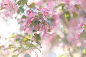 Delicate spring background with blooming branches of pink cherry tree, in the garden, in sunlight photo