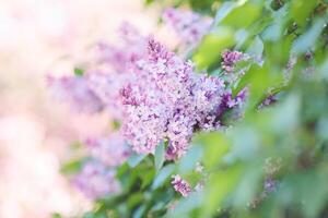Beautiful background with delicate purple lilac, in a summer garden in daylight. photo
