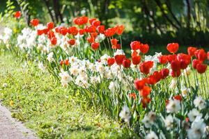 Flower bed with opened red tulips and white daffodils, in spring on a sunny day. photo