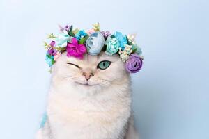 Funny white cat with a flower wreath on his head, winking, sitting on a blue background and looking at the camera photo