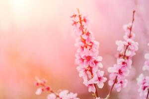 A peach blooms in the spring garden. Beautiful bright pale pink background. A flowering tree branch in selective focus. A dreamy romantic image of spring. Atmospheric natural background photo