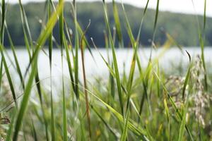 Reeds at lake shore photo