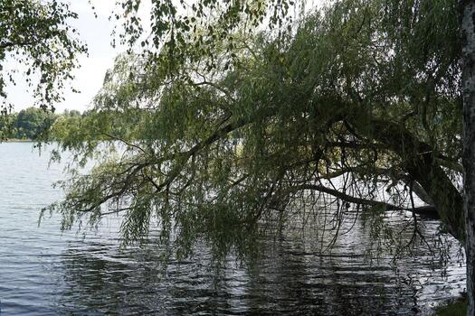 Tree branch on Galve lake shore - Trakai, Lithuania photo