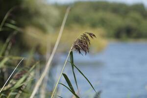 Reeds at lake shore photo