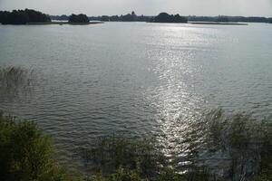 Reeds at lake shore photo
