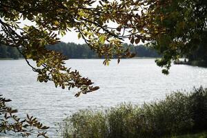 Tree branch and reeds on lake shore photo