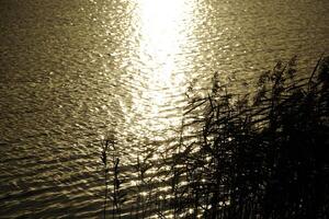 Reeds on lake shore and sun reflecting in water photo