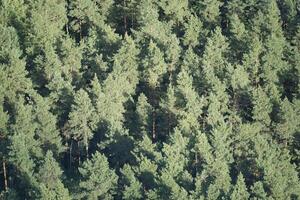 Forest - view from above photo