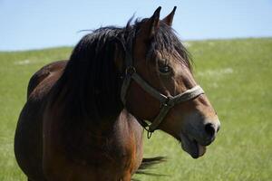 Horse - Close-up on Head, Grass in Background photo