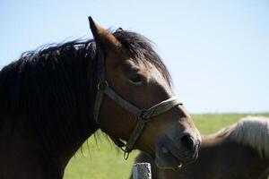 Horse - Close-up on Head - Side View photo