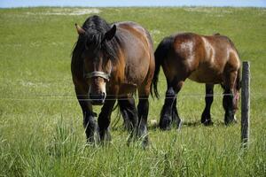 Two Horses Standing on a Pasture photo