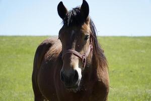 Horse - Close-up on Head, Field in Background photo