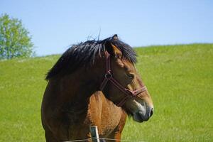 Horse - Close-up on Head, Grass in Background photo