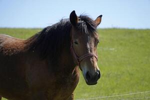 Horse - Cose-up on Head, Field in Background photo