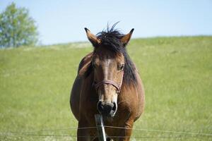 Horse - Close-up on Head, Grass in Background photo