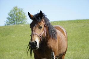 Horse - Close-up on Head, Field in Background photo