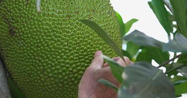 Breadfruit jackfruit, a man taps it with his fingers, trying to check if it is ripe. video