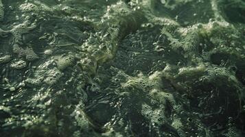 Extreme close up of the surface of a lake revealing a layer of slimy algae floating on the water like a thick oil spill photo