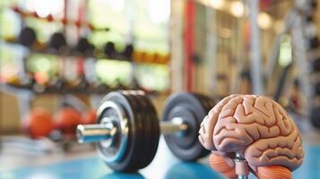 A chart showing the correlation between physical exercise and improved brain function photo