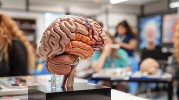 Anatomical brain model being used in a classroom setting to educate students about the different lobes of the brain and their functions photo