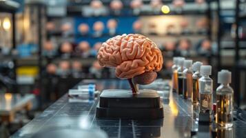 A brain model used in a neuroscience lab to study the development of mental disorders photo