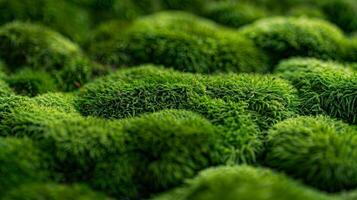 The soft cushiony texture of moss with its plush layers and tered patches of vibrant emerald green photo