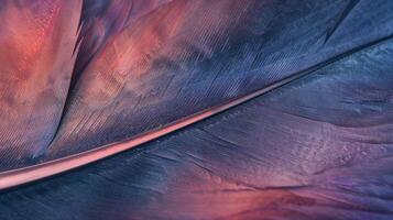 An upclose view of a single feather featuring a gradient of light and dark shades that give off a subtly iridescent effect photo