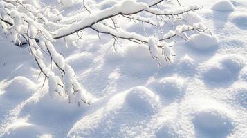 A soft blanket of snow covering tree branches creating a bumpy and layered texture as the snow melts and refreezes photo