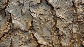 The rough and gritty texture of mud drying on the surface of a puddle creating a hardened and crusty appearance photo