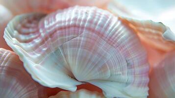 The rounded smooth texture of a white and pink shell resembling the softness of a babys skin photo