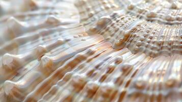 The texture of a smooth pearly shell with a pearlescent sheen and tiny delicate bumps covering its surface photo