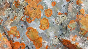 An intricate pattern of vibrant orange and green lichen spreading across the surface of a weathered rock adding a burst of color to its otherwise muted appearance photo