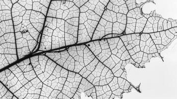 The intricate network of lines and pores on a magnified leaf surface giving a lacy and intricate appearance photo