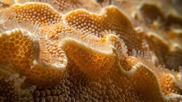 Upon closer inspection one can see tiny fibers or filaments woven together to create a weblike pattern on the corals surface photo