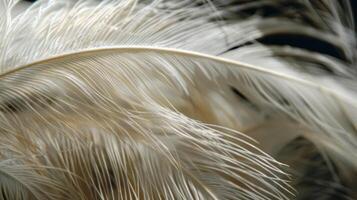 Wispy Plumes The individual plumes of a feathered fern frond have a wispy feathery appearance that invites touch and exploration photo