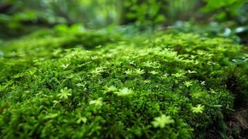 In the depths of a dense forest a carpet of spongy moss covers the forest floor providing a soft and cushioned path photo