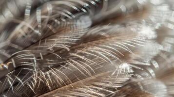 The powdery feel of the down feathers is evident in this closeup as the tiny barbules create a fine velvety surface. The feathery strands seem to dance and sway with even the slightes photo