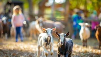 Blurry scene of barnyard animals roaming freely a excited children at a petting zoo photo
