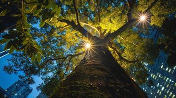 Nature and technology merge in the city as solar powered tree lights illuminate the towering trees at night photo
