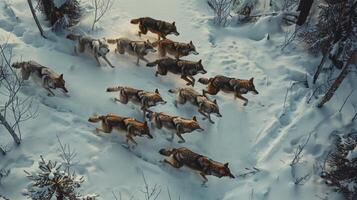 A solarpowered drone capturing footage of a pack of wolves running through the snowcovered landscape completely unaware of its presence photo