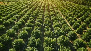 An overhead view of a vast orchard filled with rows upon rows of different fruit trees each bearing their own unique fruits to be picked photo