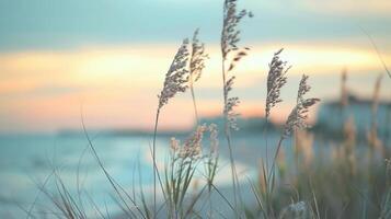 Defocused background image showcasing a charming coastal town set against a pastel sky and featuring a blurred foreground of tall grasses swaying in the gentle sea breeze. photo