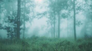 In this defocused background image a dense fog settles upon the woodland blurring the edges of the tall trees and creating an ethereal atmosphere. The peaceful stillness of the early photo
