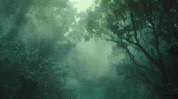 An otherworldly scene of a dense and lush forest its enchanting aura magnified by the hazy defocused effect. Through the fog the trees seem to whisper their secrets luring us deeper photo