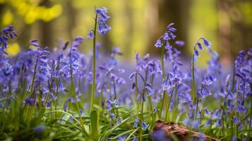 A blanket of vibrant bluebells blankets the forest floor creating a breathtakingly beautiful yet unfocused background for a tranquil walk through the woods. photo