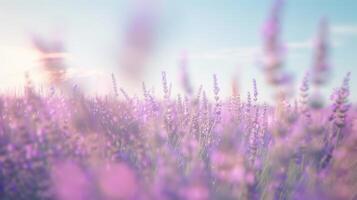 Defocused dreamy lavender field A blurred image of a vast lavender field creating a dreamy and ethereal atmosphere. photo