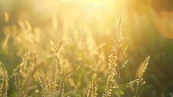 Defocused rays of golden light dance through a lush green meadow creating a warm and inviting atmosphere. The soft whispers of the wind gently stir the tall blades of grass adding photo