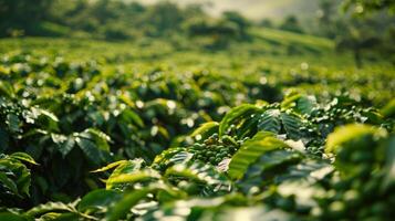 A plantation field full of lush green coffee shrubs bursting with organic beans photo