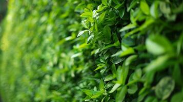 A green wall serving as a natural sound barrier reducing noise pollution and creating a peaceful environment photo