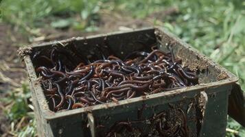 A view of a vermiculture bin filled with rich dark compost created by the hard work of countless worms photo